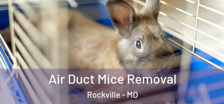Air Duct Mice Removal Rockville - MD